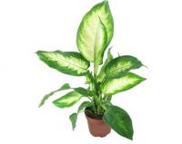 Растение-Диффенбахия 27 см