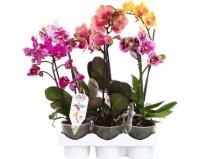 Орхидея микс 45см