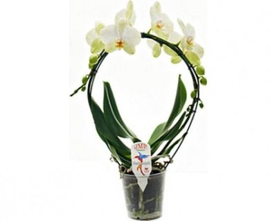 Орхидея каскад 45см
