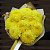 Букет из 9 одиночных желтых хризантем