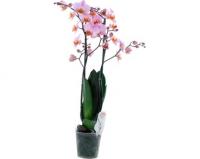 Орхидея двухствольной 55 см