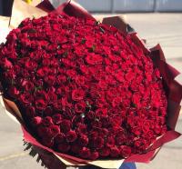 201 красная роза в матовой пленке 70 см