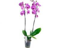Орхидея двухствольной 55 см
