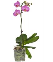 Орхидея  55см