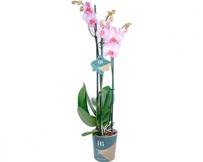 Орхидея двухствольной 55см