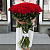 Красные розы 90см 51 шт